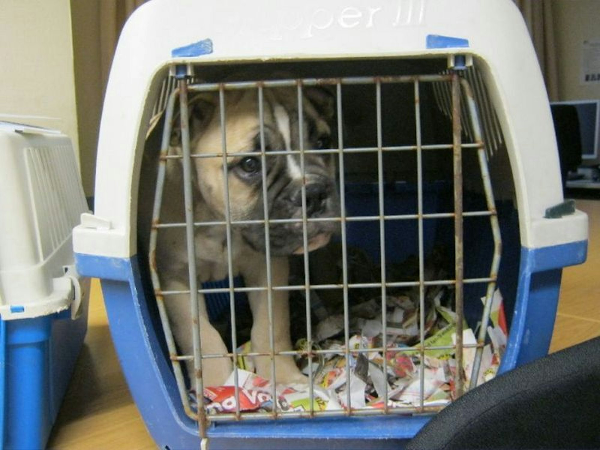 Ein Hundewelpe sitzt verängstigt in einer Transportkiste.