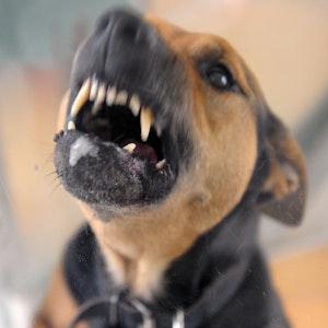 Ein aggressiver Hund steht bellend in seiner Box und fletscht die Zähne.