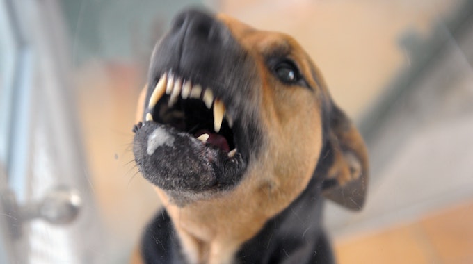 Ein aggressiver Hund steht bellend in seiner Box und fletscht die Zähne.