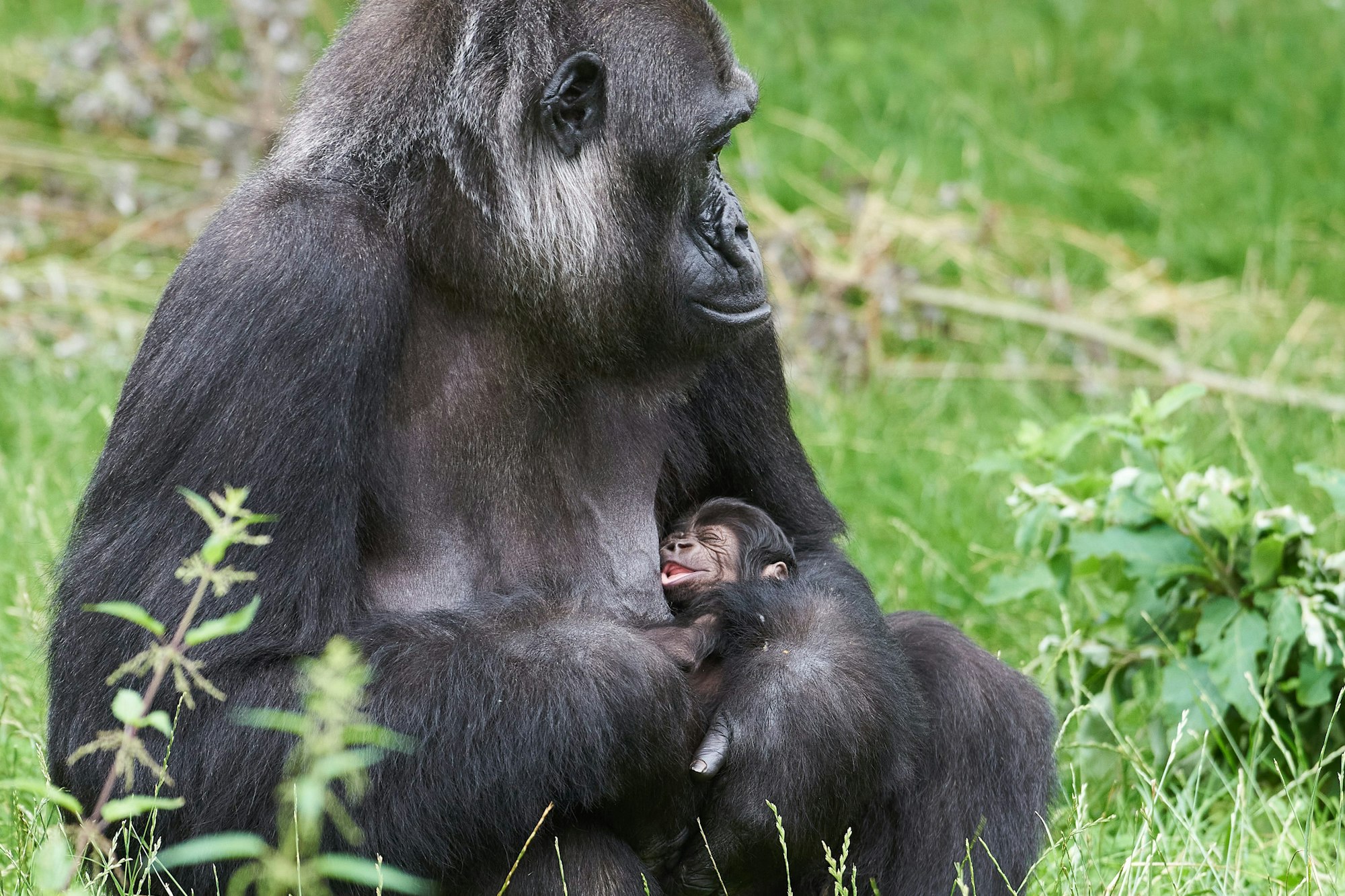 Gorilla-Frau „Muna“ mit ihrem noch namenlosen Nachwuchs im Krefelder Zoo.