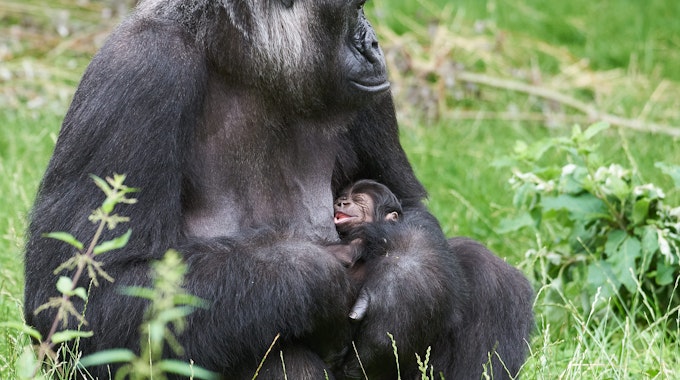 Gorilla-Frau „Muna“ mit ihrem noch namenlosen Nachwuchs im Krefelder Zoo.