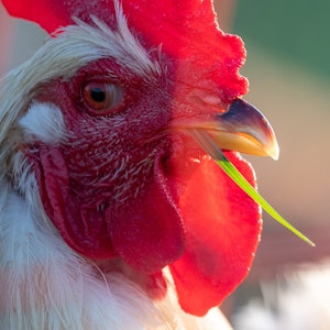 In Thailand ist ein Hahn mit vier Beinen geboren worden. Unser Symbolfoto zeigt einen Hahn auf einem Bauernhof in Baden-Württemberg.