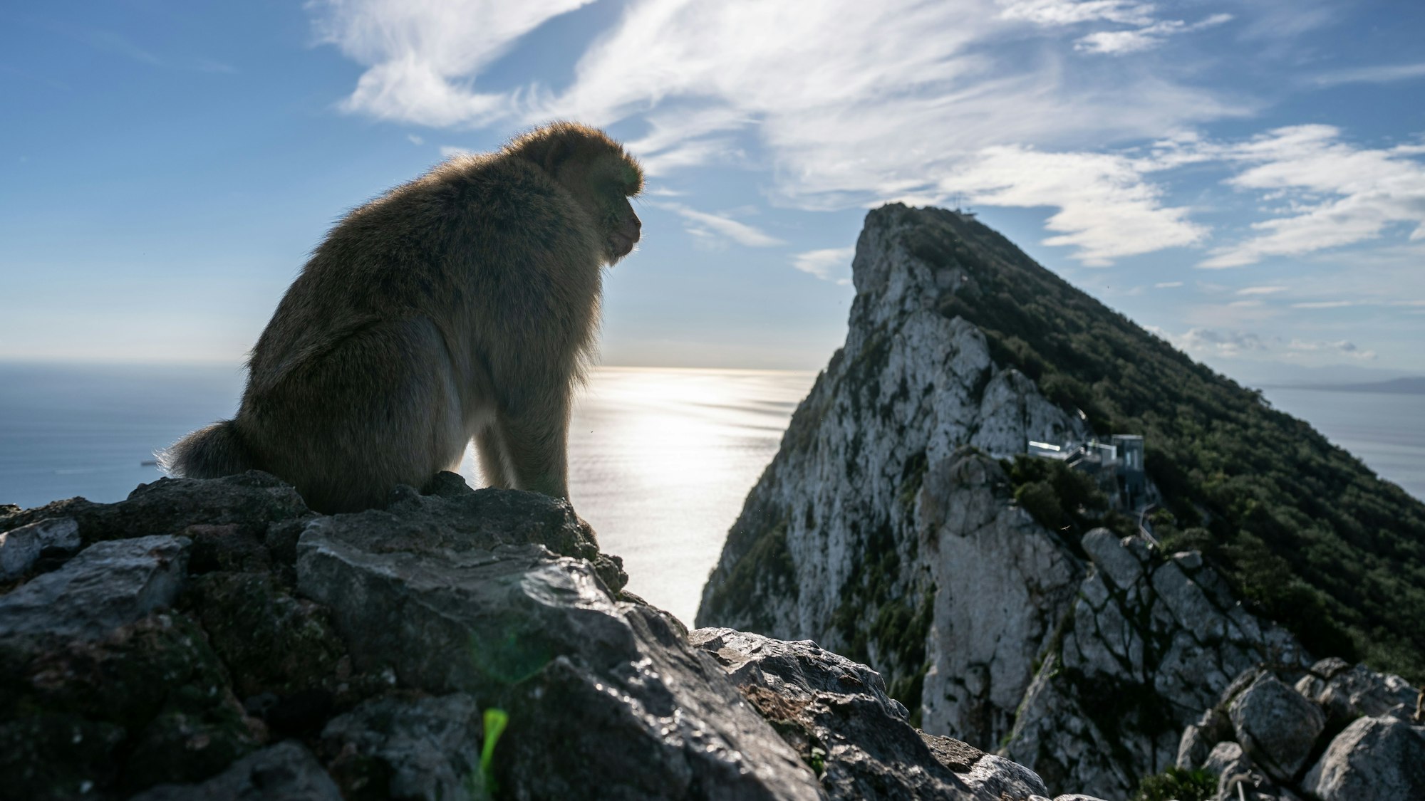 Ein Berberaffe sitzt auf dem Felsen von Gibraltar und schaut über das Mittelmeer.