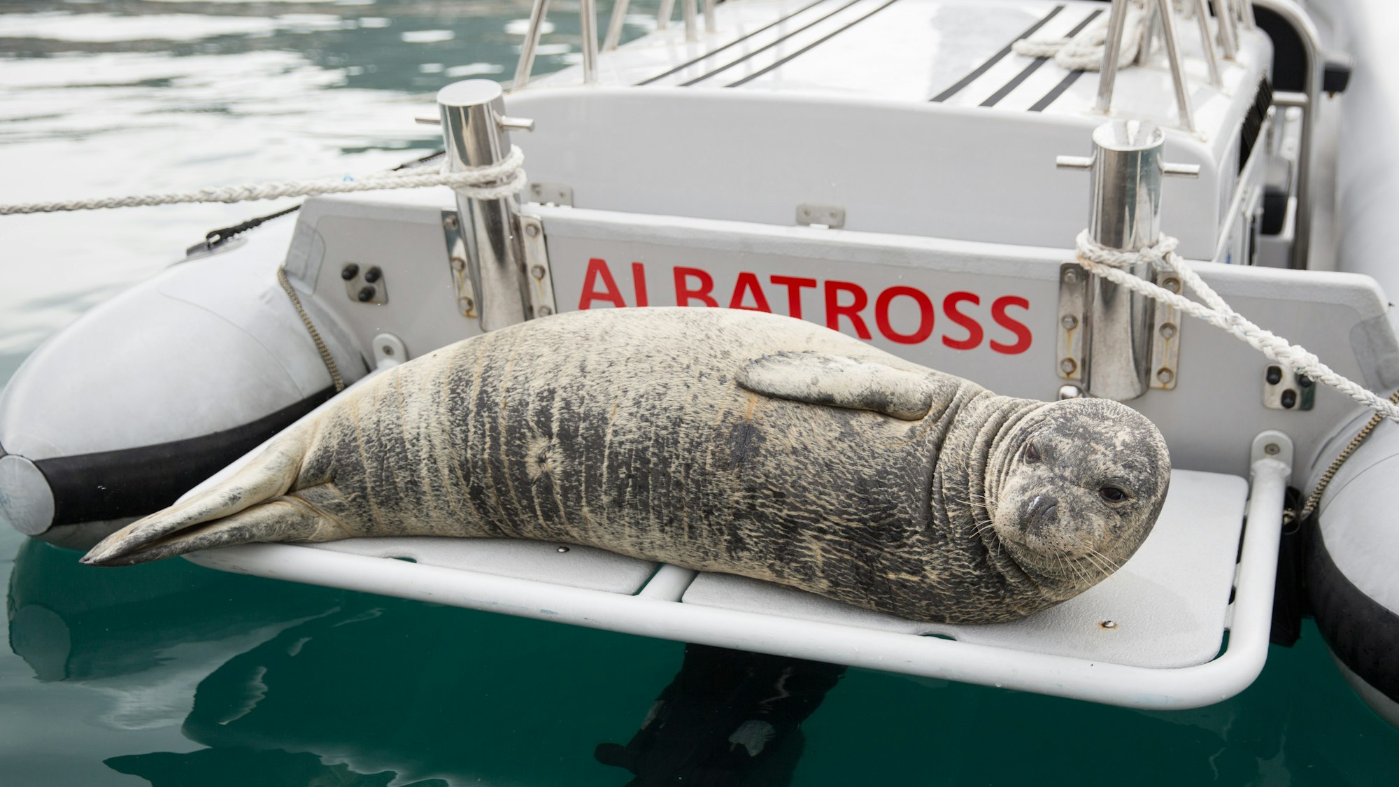 Eine Mittelmeer-Mönchsrobbe liegt auf der Plattform eines Schlauchbootes mit dem Namen „Albatross”.