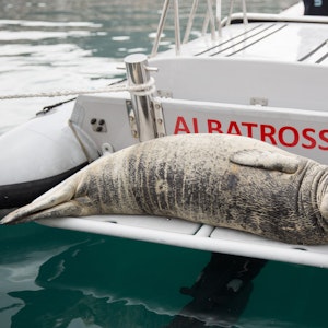Eine Mittelmeer-Mönchsrobbe liegt auf der Plattform eines Schlauchbootes mit dem Namen „Albatross”.