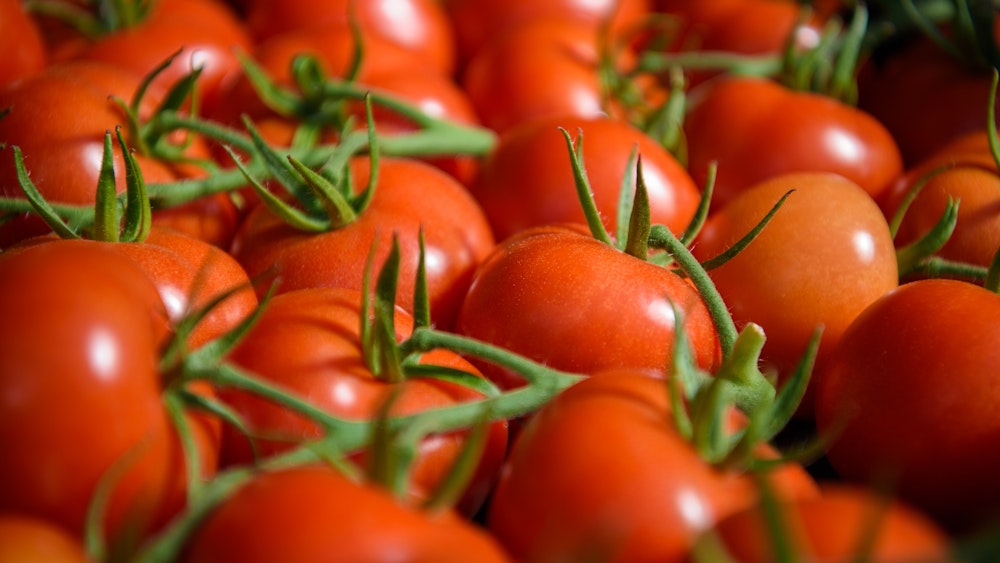 In Tomatenmark ist Schimmel - erntereife Tomaten liegen in einem der bis zu 300 Meter langen Gewächshäuser eines Gemüsebaubetriebes.