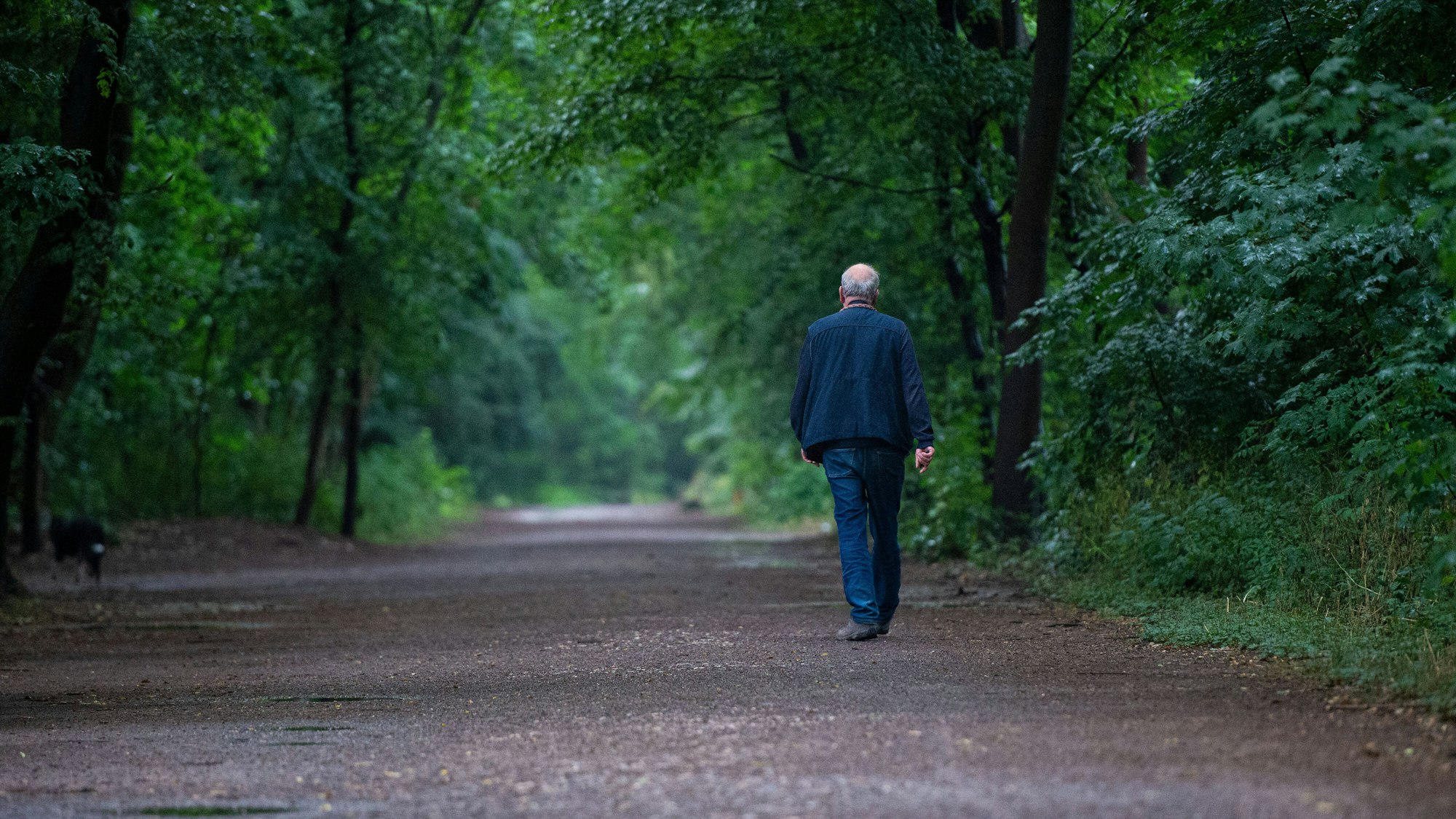 Ein Mann beim Spaziergang durch ein Kölner Waldgebiet.