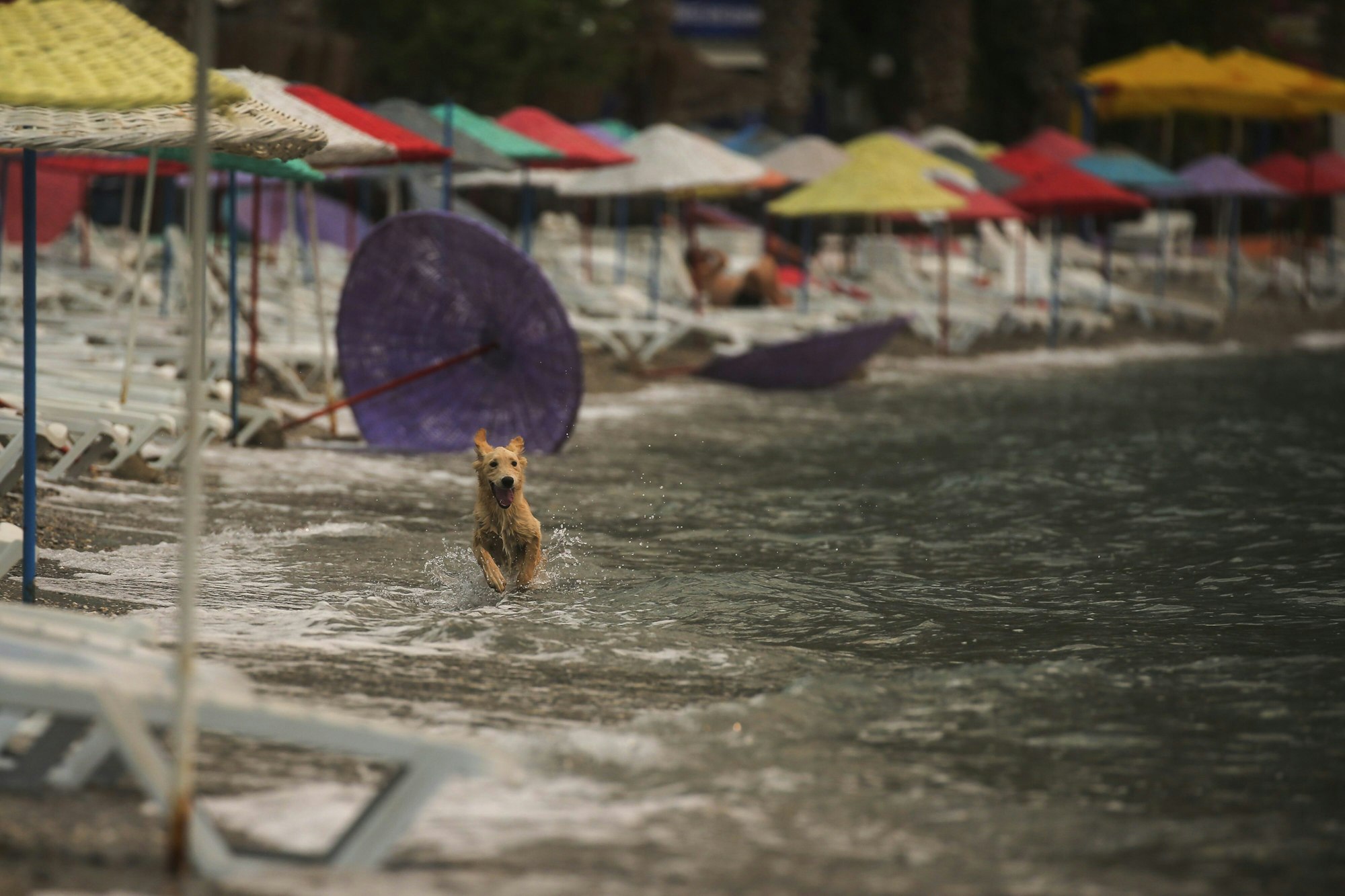 Ein Hund läuft am 05.08.2021 durch das Wasser am Strand von Oren (Türkei), kurz nachdem die Menschen mit Booten evakuiert wurden.