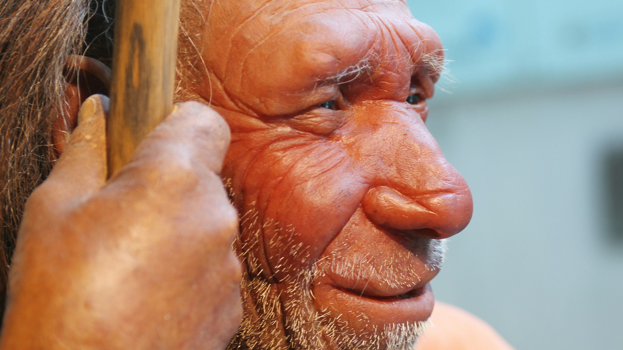 Die Nachbildung eines Neandertalers im Neanderthal Museum in Mettmann.