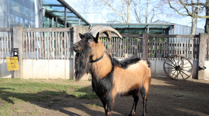 3. Geburtstag von Geissbock Hennes IX. im Zoo Köln