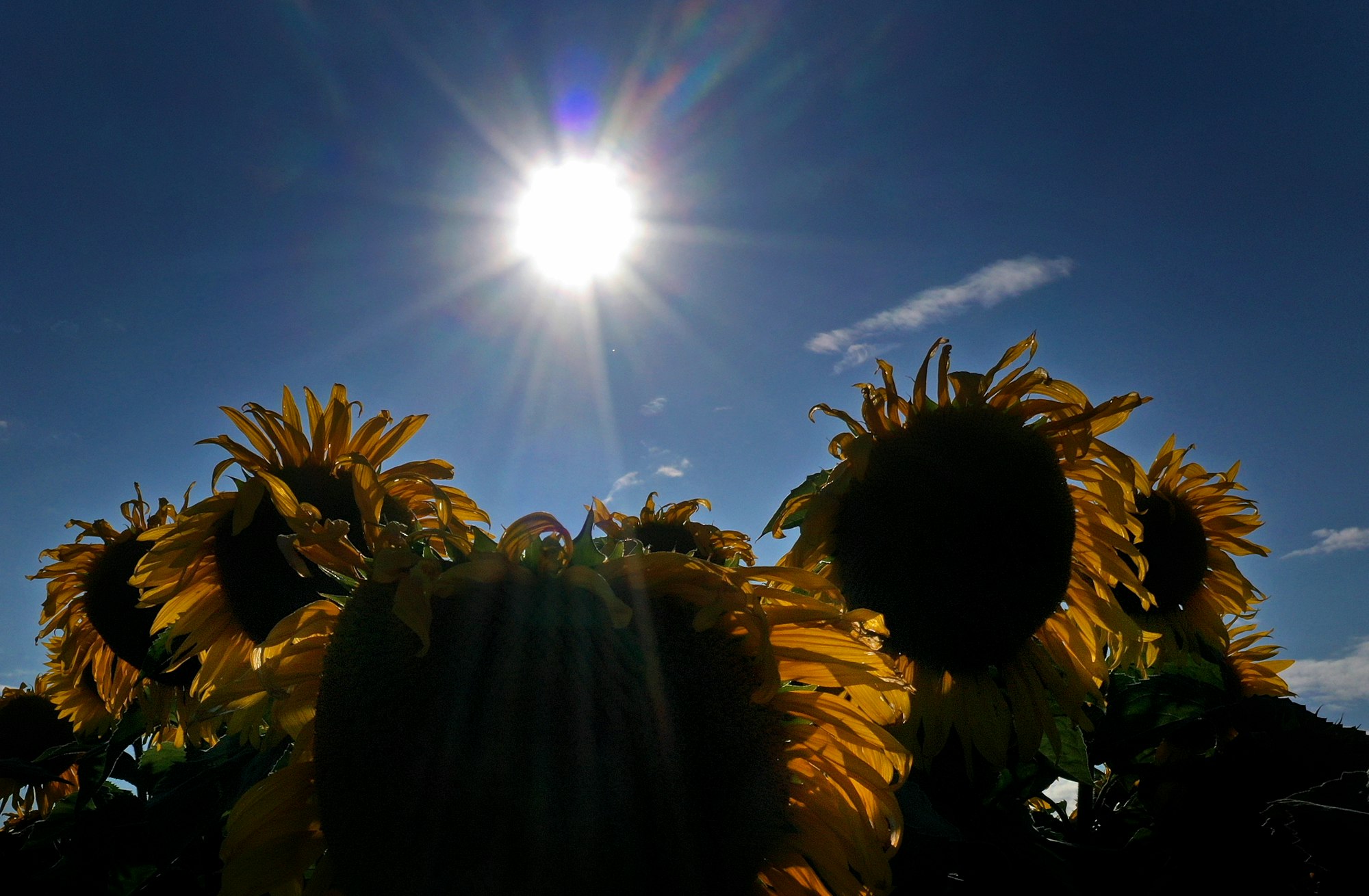 Das Wetter in NRW soll in den kommenden Tagen überwiegend warm und sommerlich werden. Das Symbolbild zeigt ein Sonnenblumenfeld inSeinsheim.