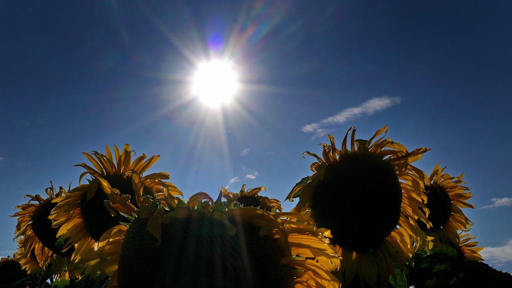 Das Wetter in NRW soll in den kommenden Tagen überwiegend warm und sommerlich werden. Das Symbolbild zeigt ein Sonnenblumenfeld in&nbsp;Seinsheim.