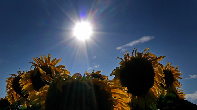Das Wetter in NRW soll in den kommenden Tagen überwiegend warm und sommerlich werden. Das Symbolbild zeigt ein Sonnenblumenfeld in Seinsheim.