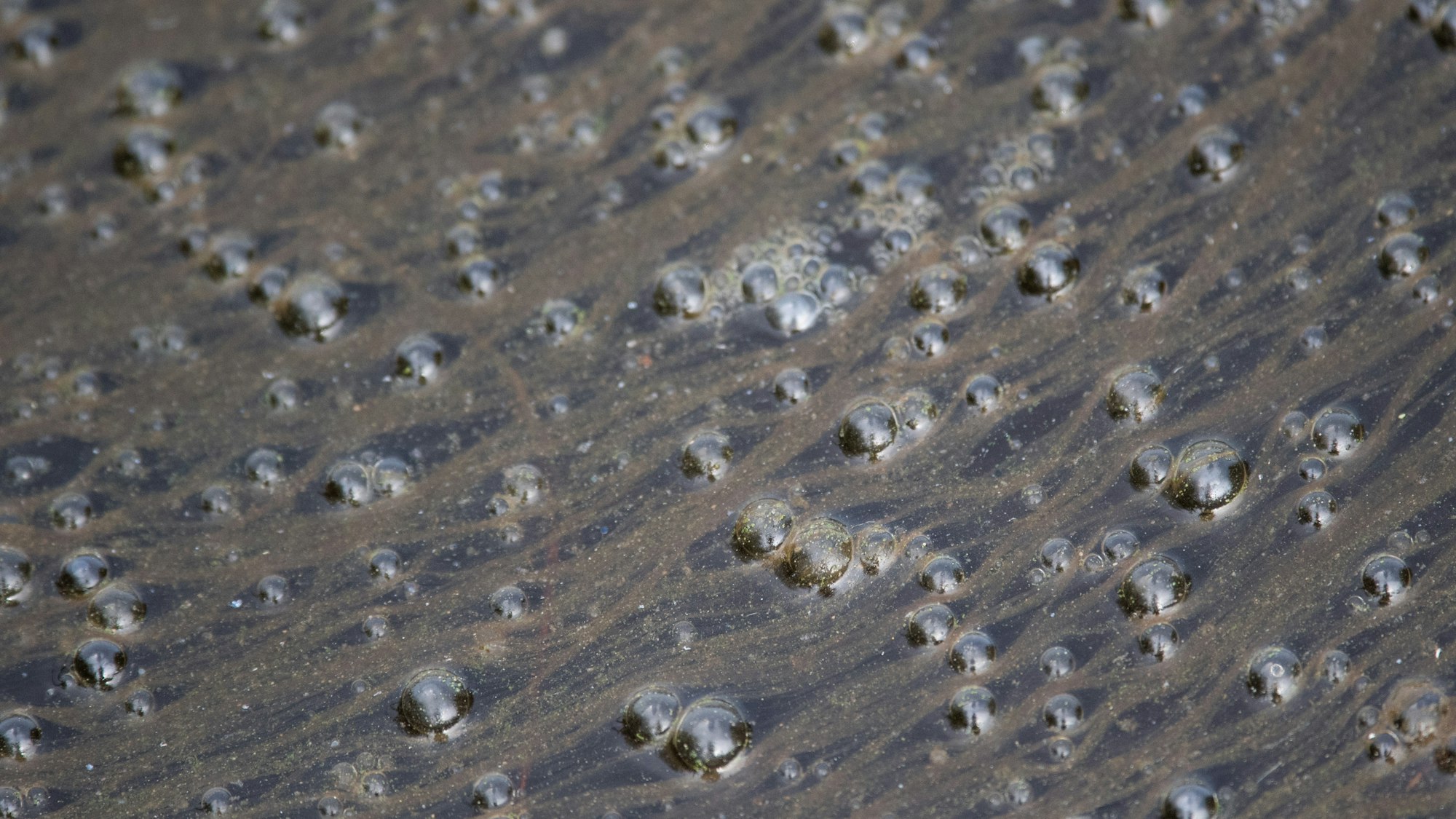 Immer wieder gibt es Fälle, bei denen Blasen in Seen aufsteigen, wie hier im Max-Eyth-See 2019.