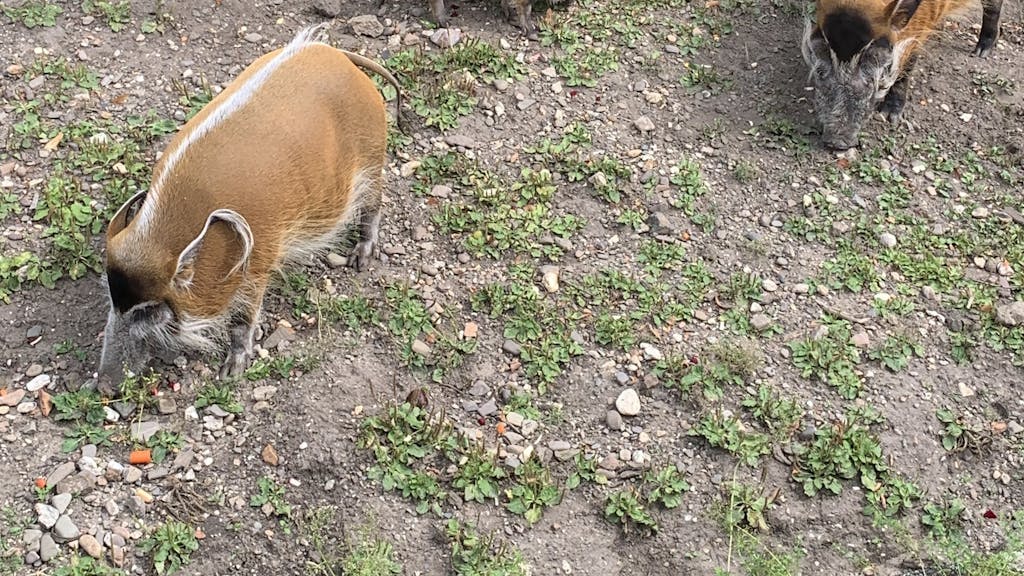 Pinselohrschwein Abby aus dem Kölner Zoo im Gehege mit ihren Eltern. Foto von Julia Sander, vom Kölner Zoo in PM verschickt