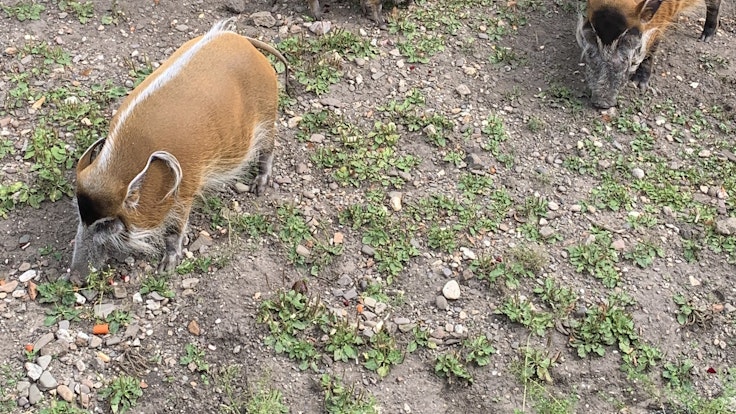 Pinselohrschwein Abby aus dem Kölner Zoo im Gehege mit ihren Eltern. Foto von Julia Sander, vom Kölner Zoo in PM verschickt