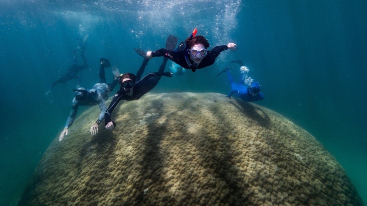Wissenschaftler schwimmen über die gewaltige Riesenkoralle im australischen Great Barrier Reef.