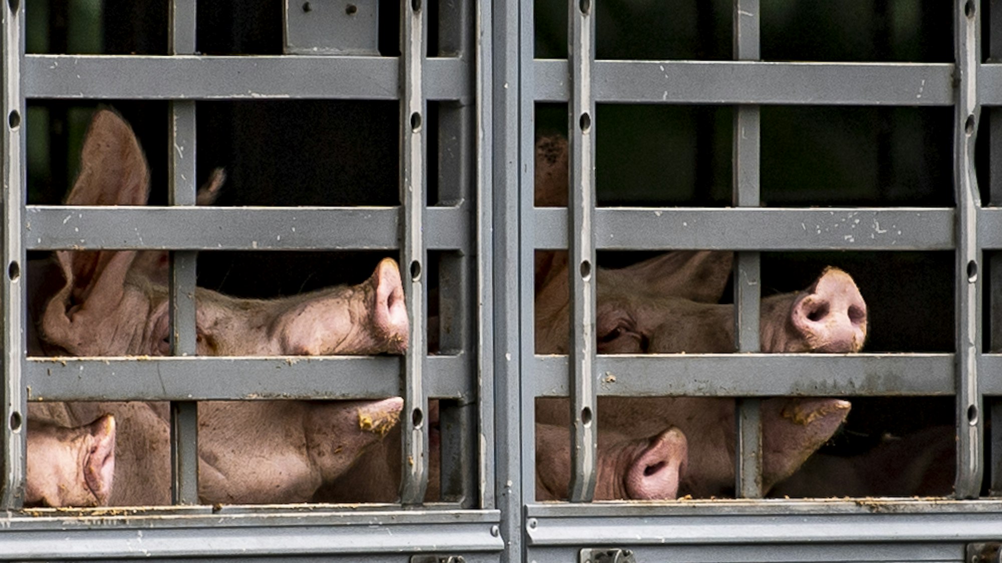 Durch die geöffnete Tür fielen die Schweine in dem Transporter auf die Fahrbahn der Autobahn bei Bonn. Auf dem Fotodrängen sich Schweine in einem Transporter.