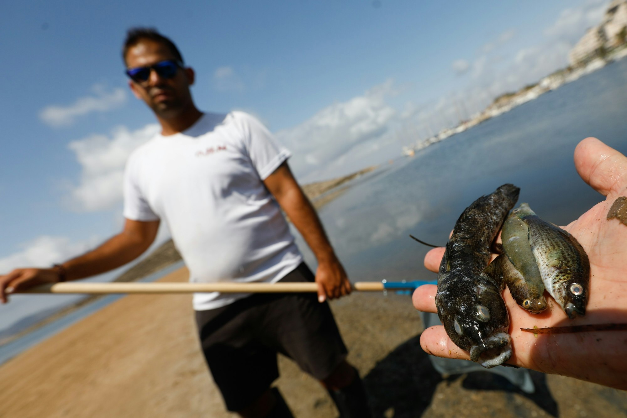 Eine Person zeigt mehrere Exemplare von toten Fischen. Beamte der Guardia Civil haben an verschiedenen Stellen des Mar Menor, an denen seit vergangenem Montag tote Fische aufgetaucht sind, Proben entnommen, um sie weiter zu analysieren.