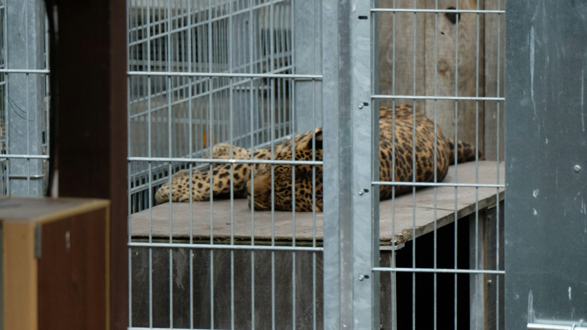 Der Leopard (hier ein Foto vom 25. August) hat die Frau schwer verletzt.