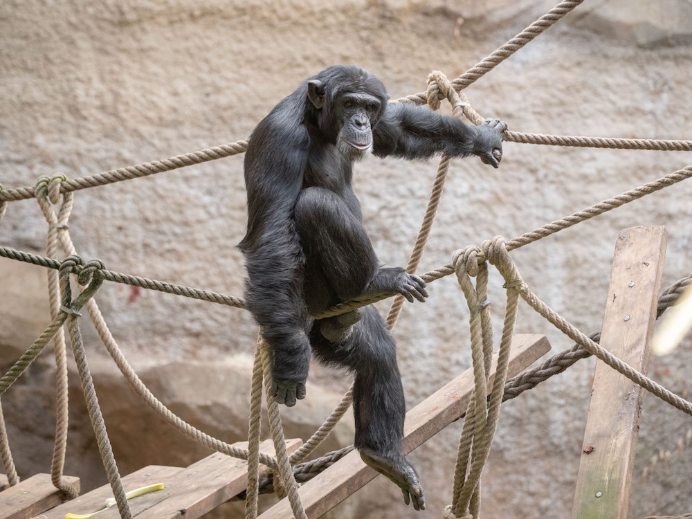 Een Belgische vrouw ontwikkelde een zeer hechte relatie met een chimpansee in de dierentuin van Antwerpen en is nu verboden.  Onze illustratie toont chimpansee Lomi in Osnabrück.