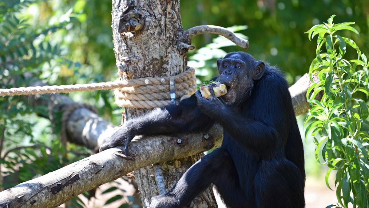Ein Schimpanse sitzt auf einem Baum im Zoo und isst einen Apfel.&nbsp;