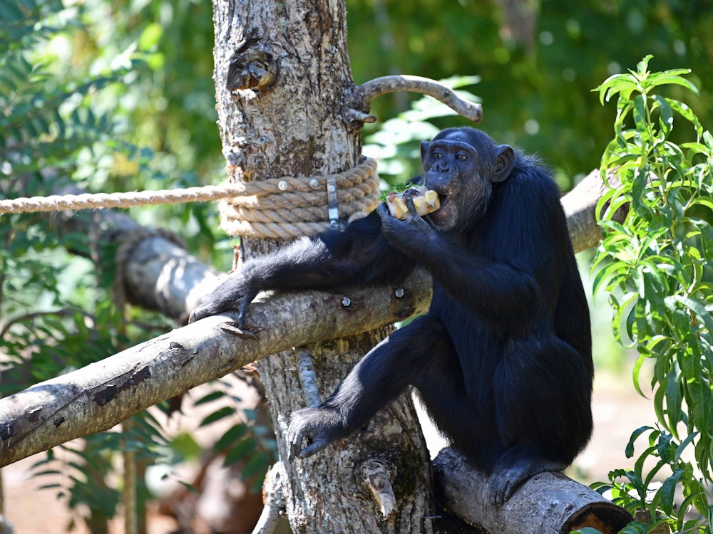 Ein Schimpanse sitzt auf einem Baum im Zoo und isst einen Apfel.