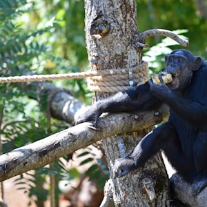 Ein Schimpanse sitzt auf einem Baum im Zoo und isst einen Apfel.