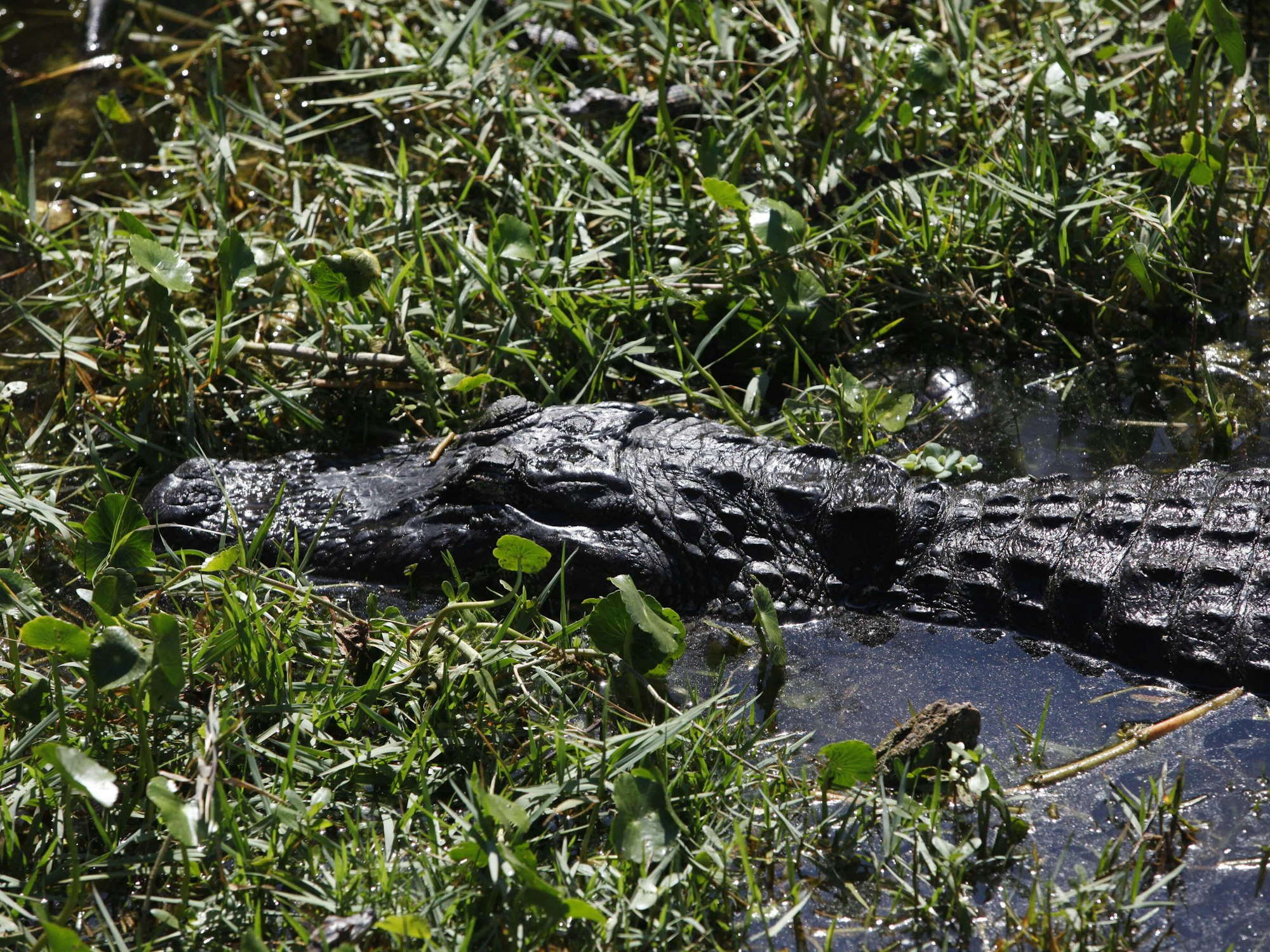Ein Alligator schwimmt in St. Petersburg, Florida (USA) im Sawgrass Lake Park durch das seichte Wasser.