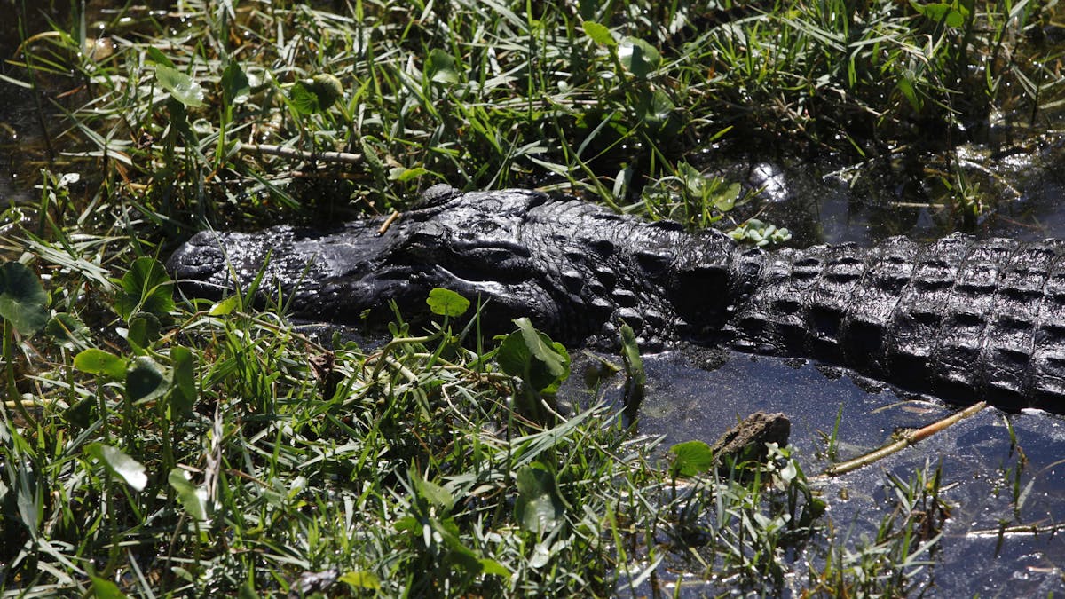 Ein Alligator schwimmt in St. Petersburg, Florida (USA) im Sawgrass Lake Park durch das seichte Wasser.&nbsp;
