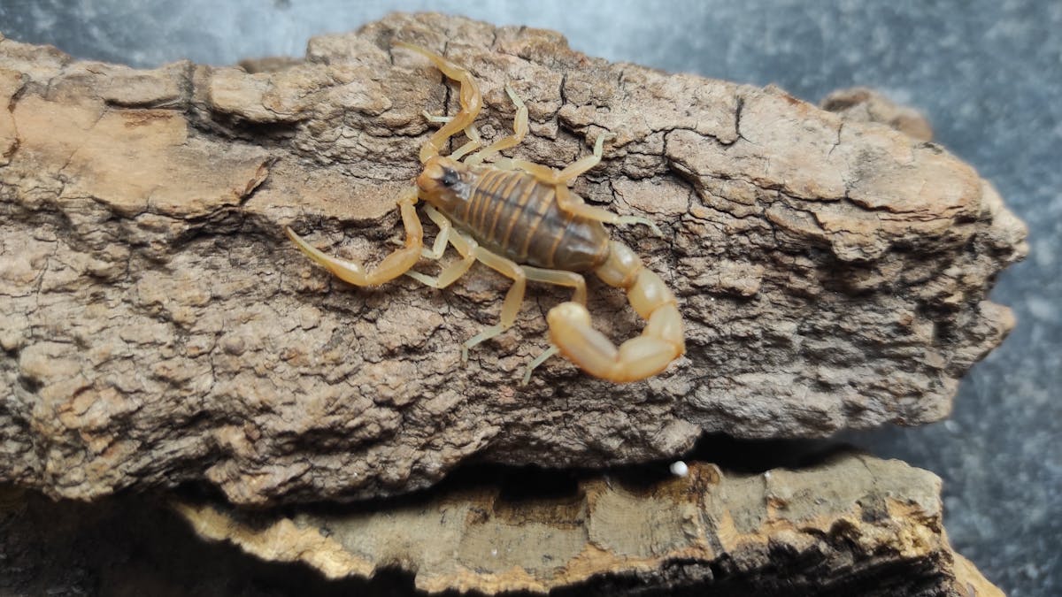 Ein Skorpion sitzt auf einem Stück Baumrinde.