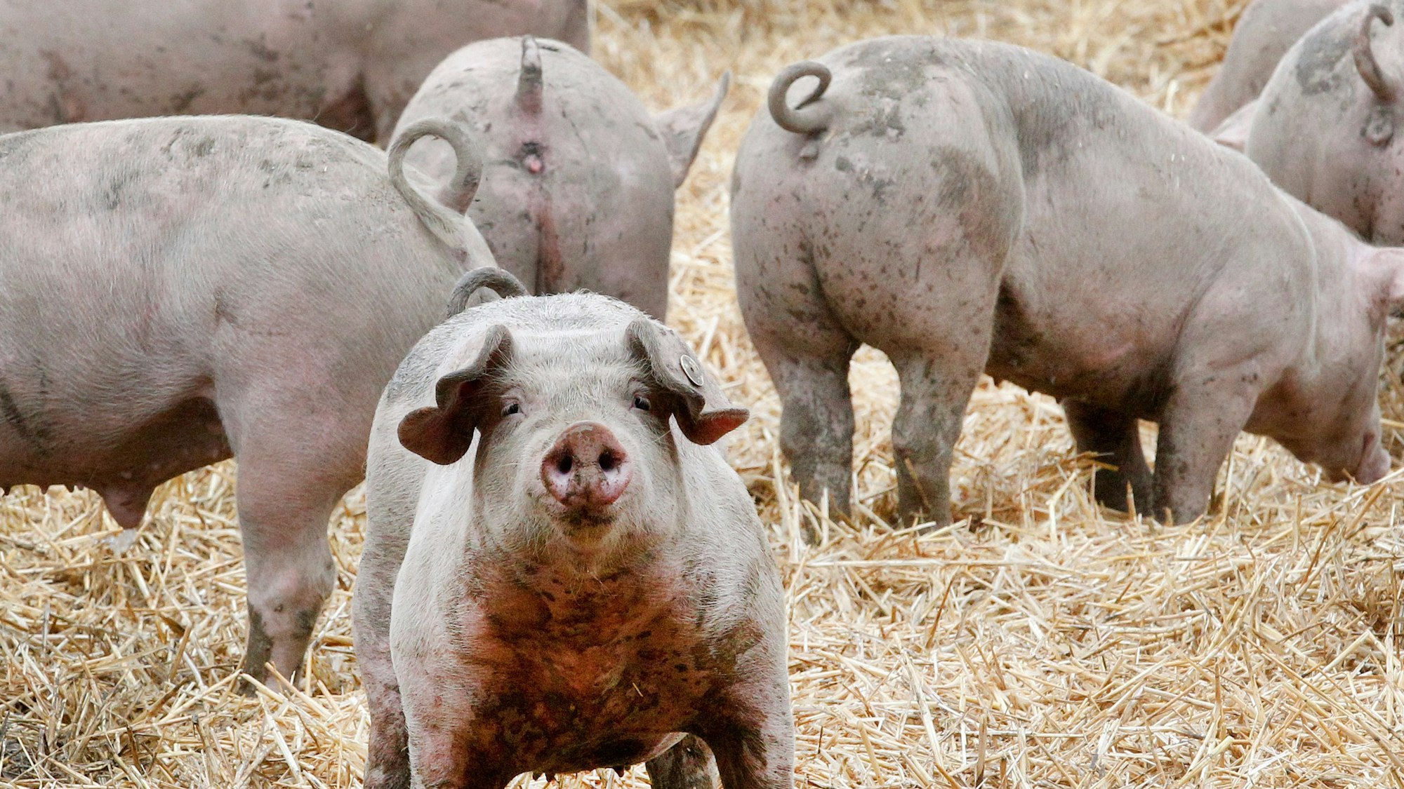 Ruhrtaler Freilandschweine stehen in ihrem Freigehege.Die Verfasser des „Fleischatlas“ wollen eine einheitliche Tierwohl-Kennzeichnung in der EU.
