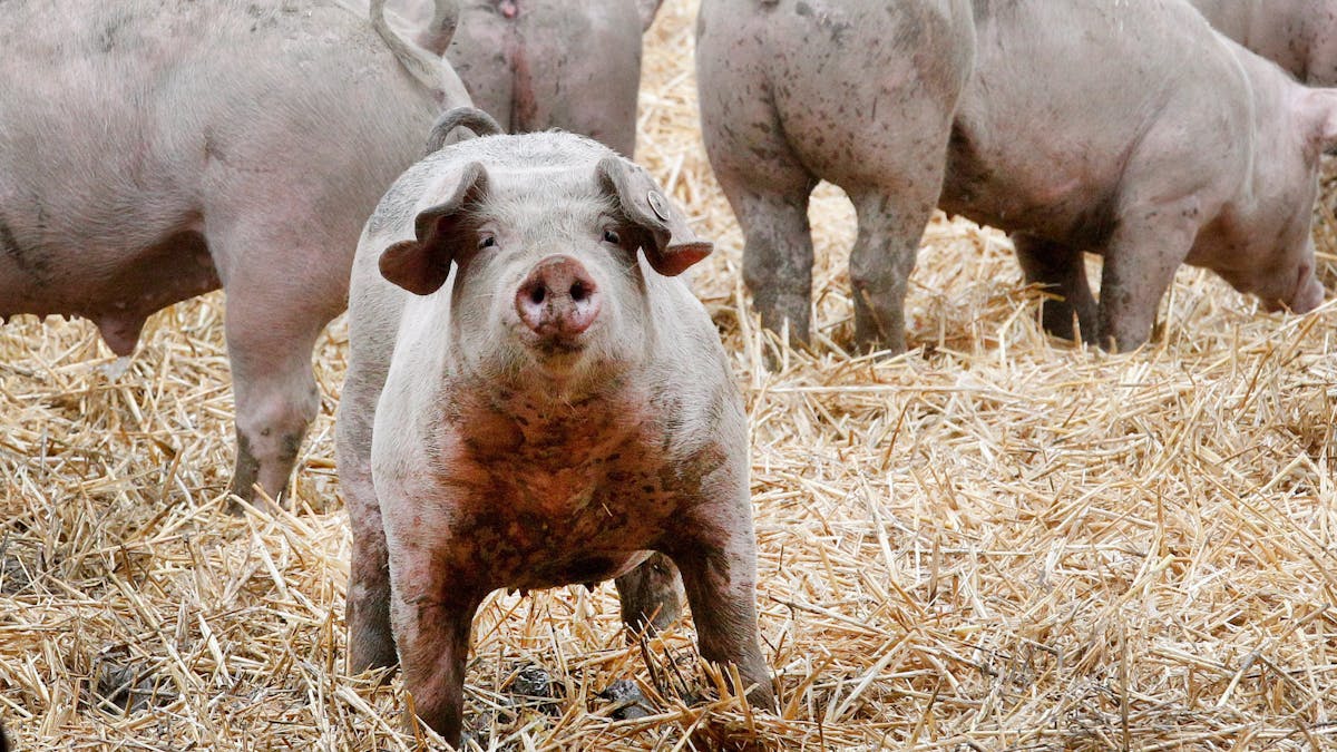 Ruhrtaler Freilandschweine stehen in ihrem Freigehege.&nbsp;Die Verfasser des „Fleischatlas“ wollen eine einheitliche Tierwohl-Kennzeichnung in der EU.