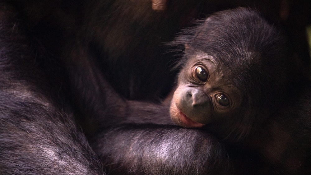 Bonobo-Nachwuchs Kijani macht es sich bei seiner Mutter Gemena bequem.