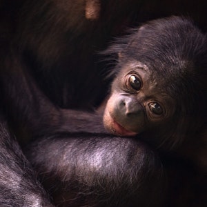 Bonobo-Nachwuchs Kijani macht es sich bei seiner Mutter Gemena bequem.