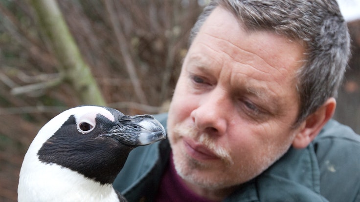 Tierpfleger Peter Vollbracht betrachtet im Allwetterzoo Münster am 6. November 2009 das Brillenpinguin-Weibchen Sandy. Der bei den Zoo-Besuchern beliebte und aus dem Fernsehen bekannte Pinguin ist im Alter von 25 Jahren gestorben.