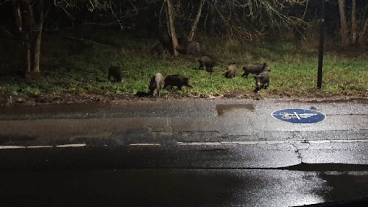 Wildschweine tummeln sich auf einem Grünstreifen nahe eines Fahrradwegs.