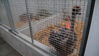 Das gefundene Straußenbaby im Tierheim Krefeld im Käfig
