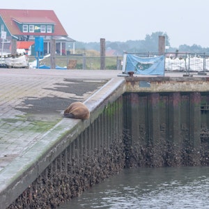 Ein Walross liegt am 10. September auf der Nordsee-Insel Spiekeroog an der Hafenmauer. Es sieht entspannt aus.