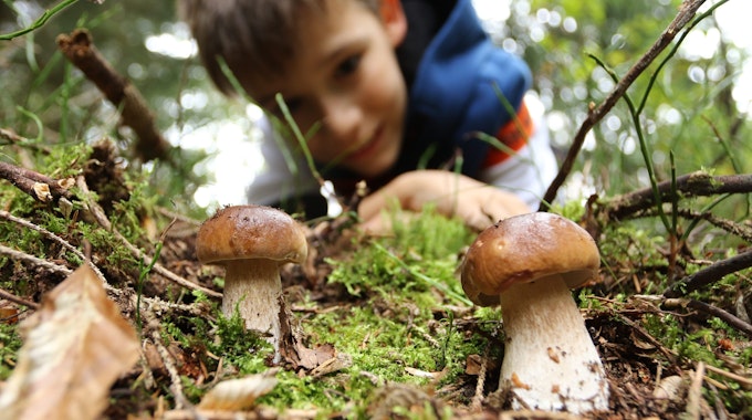 Ein Junge aus Wernigerode bestaunt zwei Steinpilze in einem Wald in Sachsen-Anhalt. Beim Pilze sammeln sollte man jedoch Vorsicht walten lassen.
