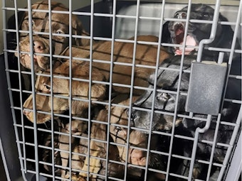 Polizisten in Krefeld retteten nach Zeugenhinweis am 15. September sechs Hundewelpen aus völlig verdrecktem Auto.
