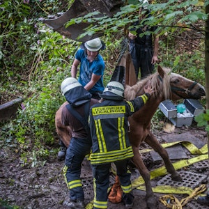 In Leichlingen wurde am 16. September 2021 ein Pferd aus einer Böschung gerettet.