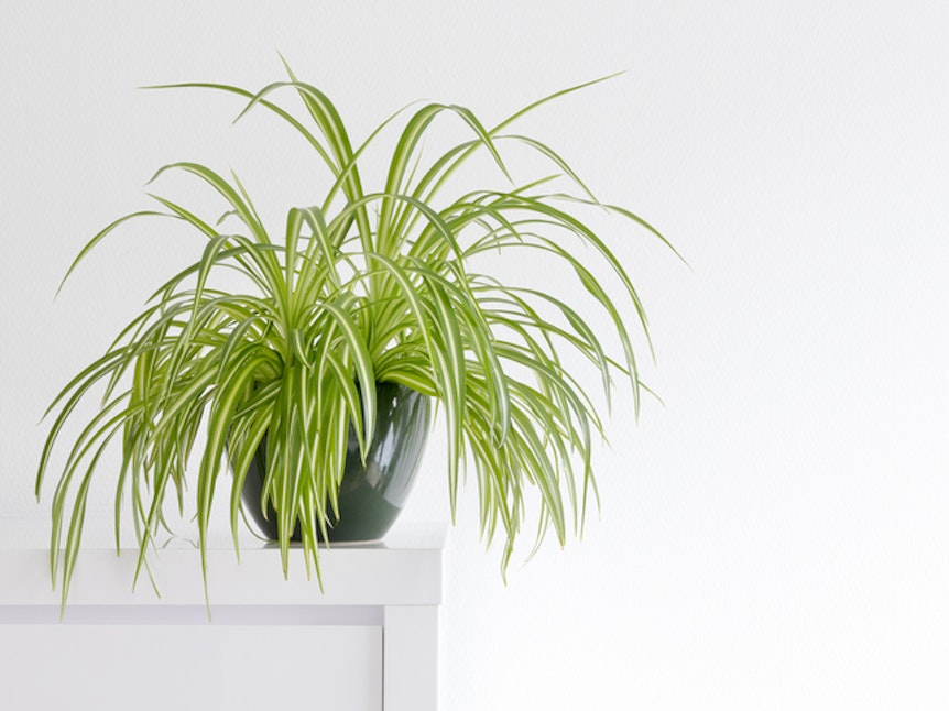 Die Grünlilie ist ungiftig für Katzen und eine optimale Zimmerpflanze für wenig Licht.