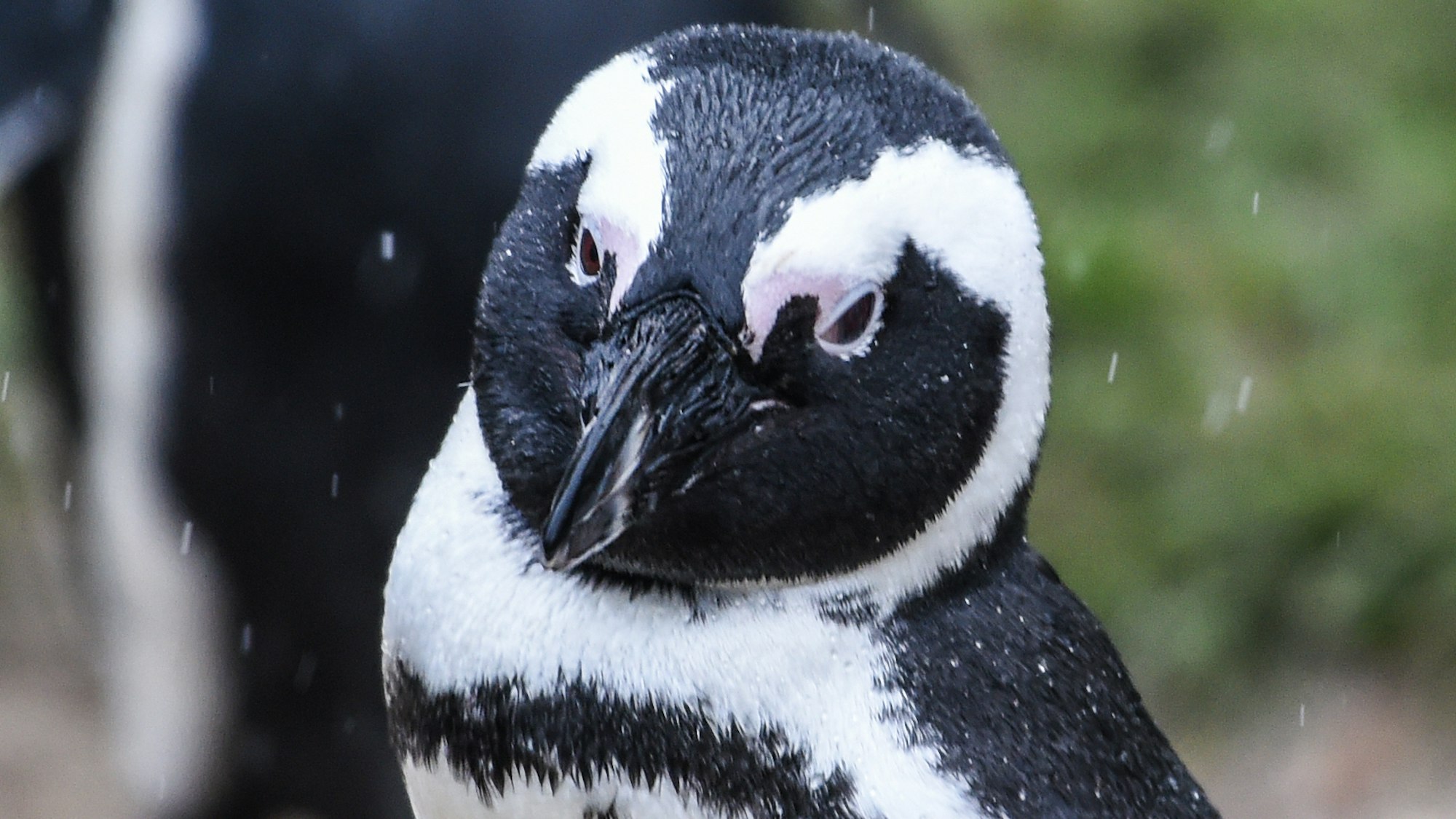 Ein Brillenpinguin (Spheniscus demersus) am 27. Januar 2021 im Tierpark Berlin.In der südafrikanischen Touristenmetropole Kapstadt sind 64 Pinguine von einem Bienenschwarm getötet worden.