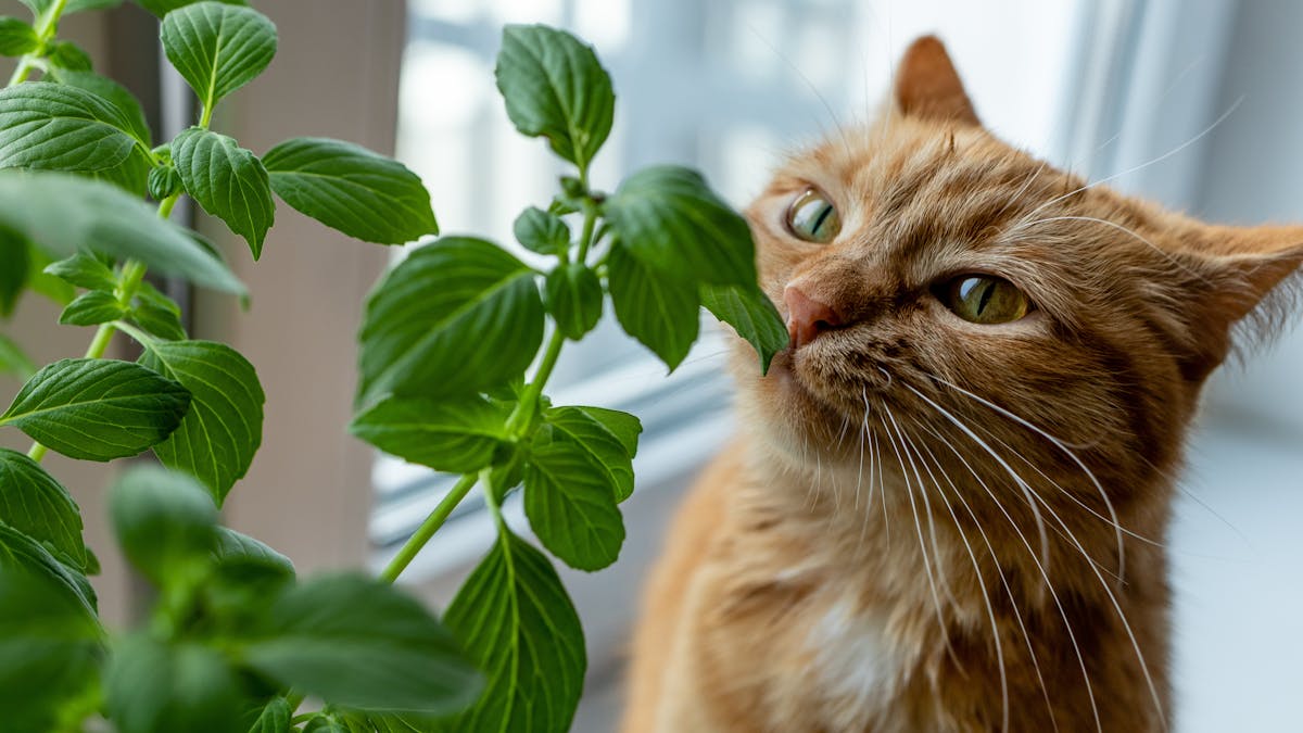 Viele beliebte Zimmerpflanzen sind giftig für Katzen und können gefährlich werden.