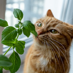 Viele beliebte Zimmerpflanzen sind giftig für Katzen und können gefährlich werden.