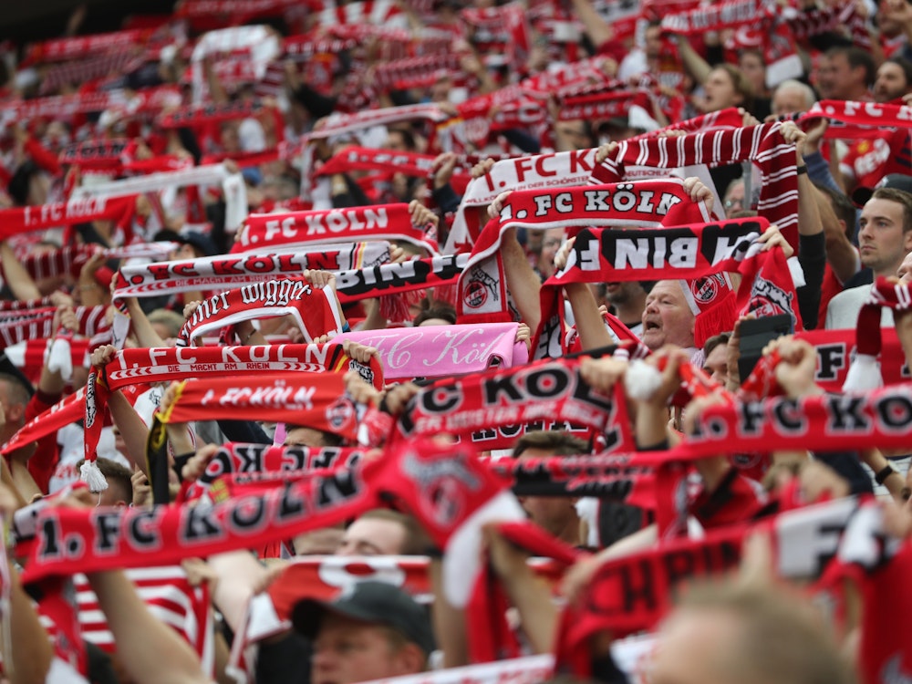 Fans des 1. FC Köln halten beim Spiel gegen Bochum die Schals hoch.