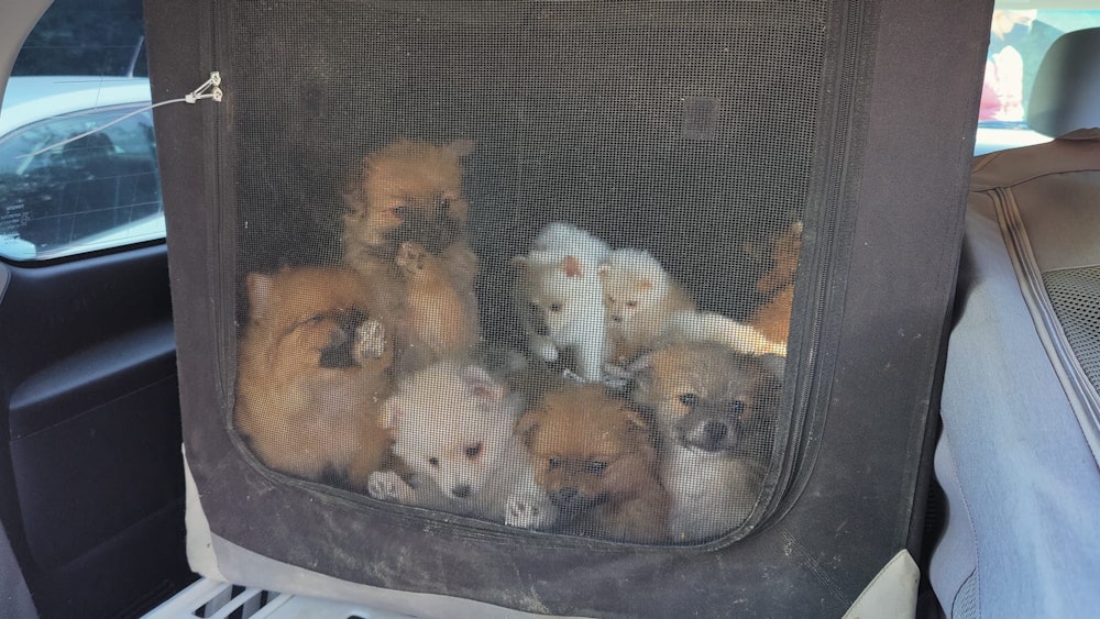 Polizei Köln: 30 Hunde im Kofferraum beschlagnahmt
