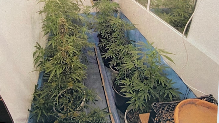 Cannabispflanzen stehen in einem Zimmer in einer Wohnung in Velbert.
