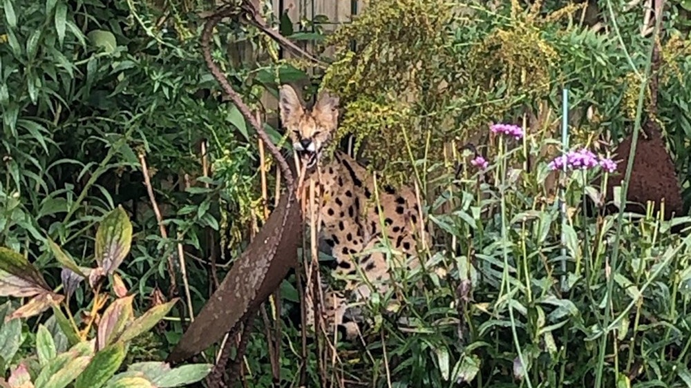 Ein Serval, eine Wildkatze, sitzt in einem Garten in Stadtlohn. Das streunende Tier hat für einige Aufregung gesorgt.